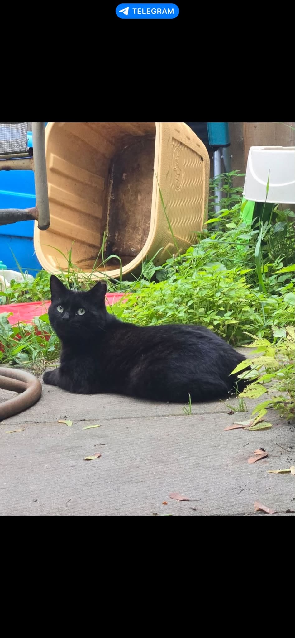 Found cat