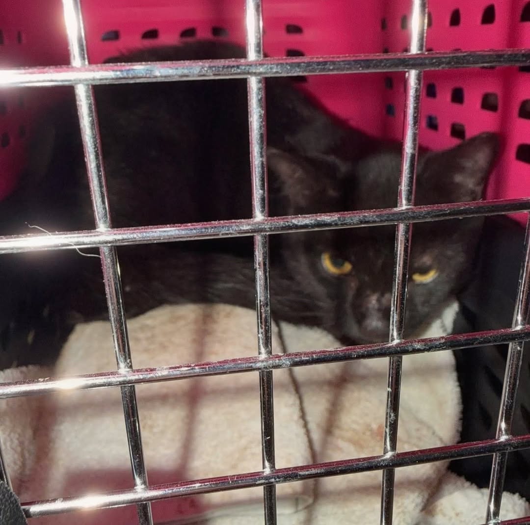 Found cat