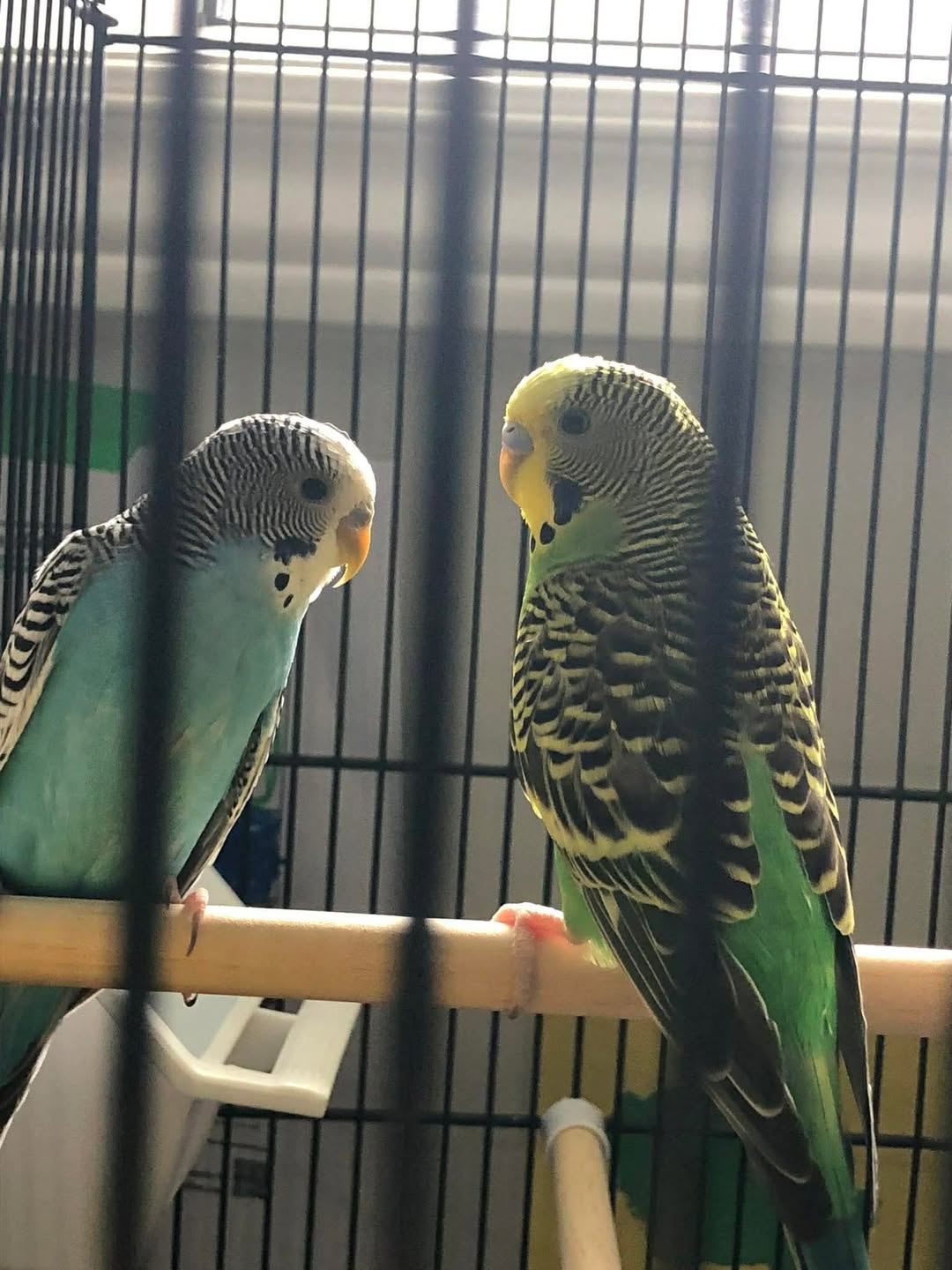 Lost Budgie in Barrhaven