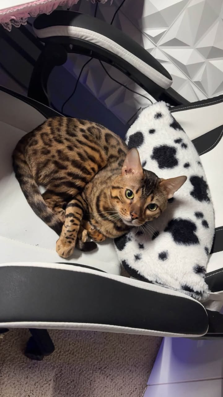 Lost Cat in Colonnade And Citiplace