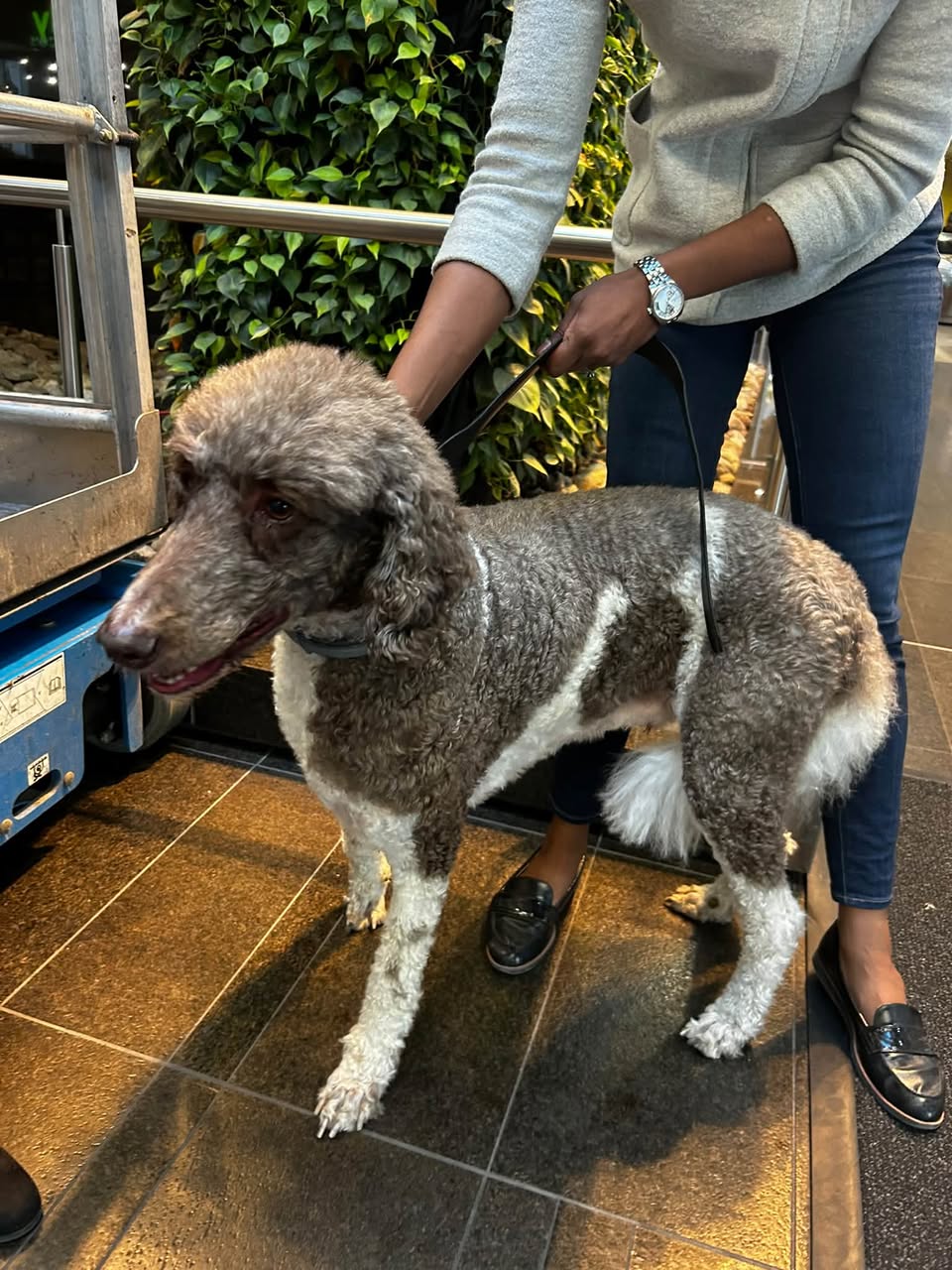 Found dog