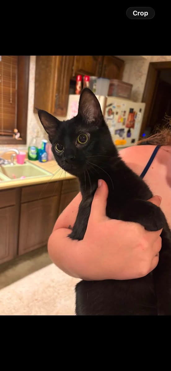 Lost cat