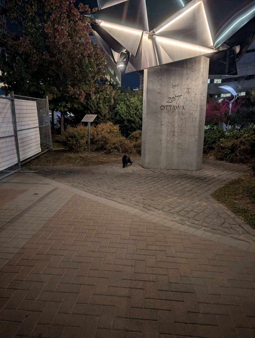 Found cat