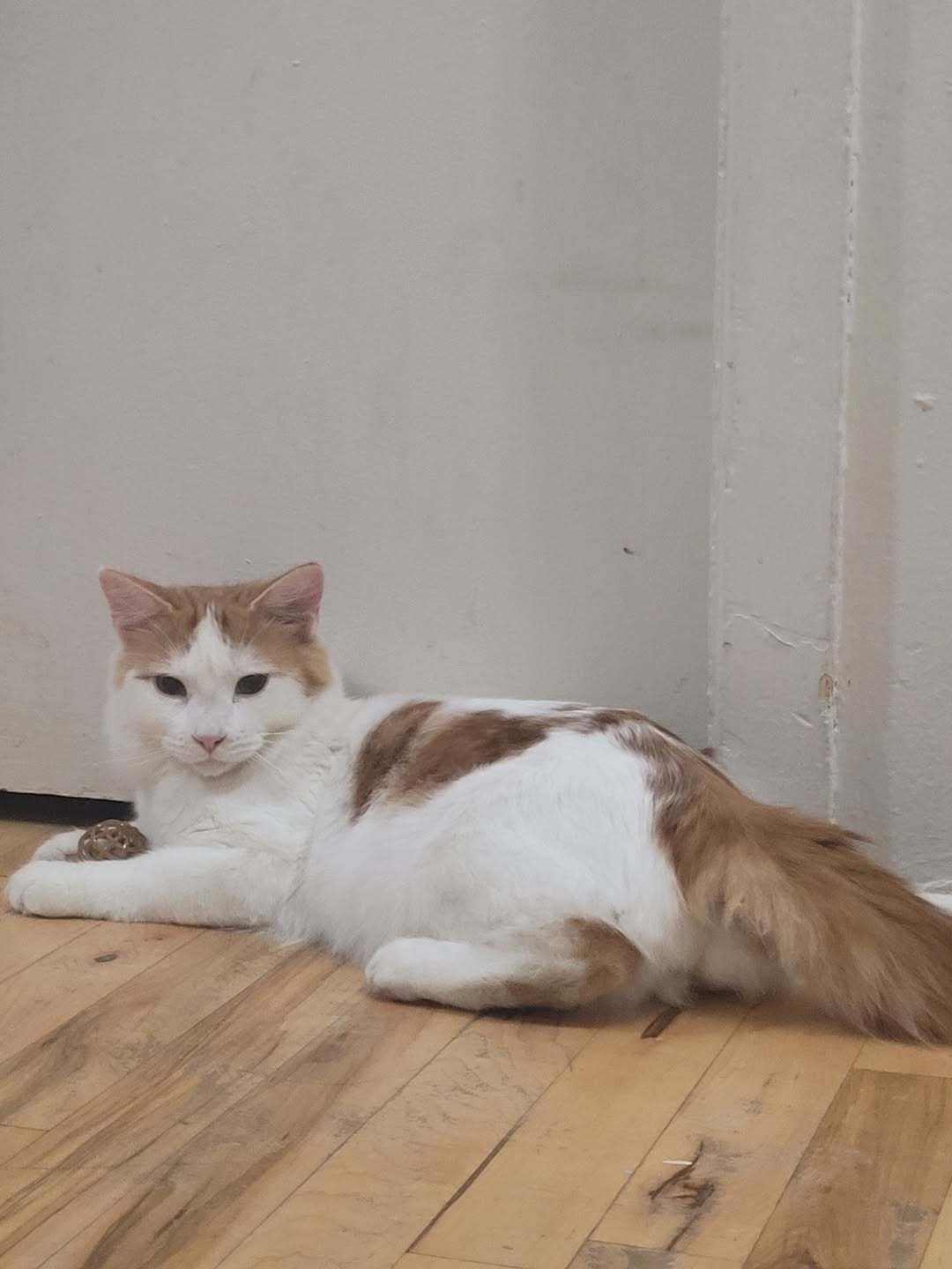 Found cat