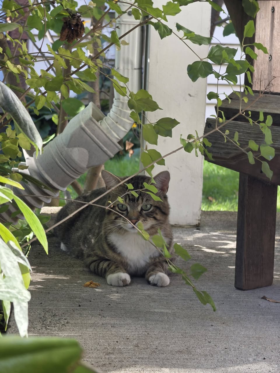 Found cat