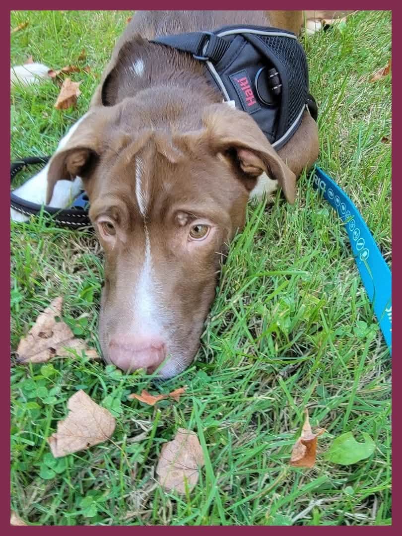 Found dog