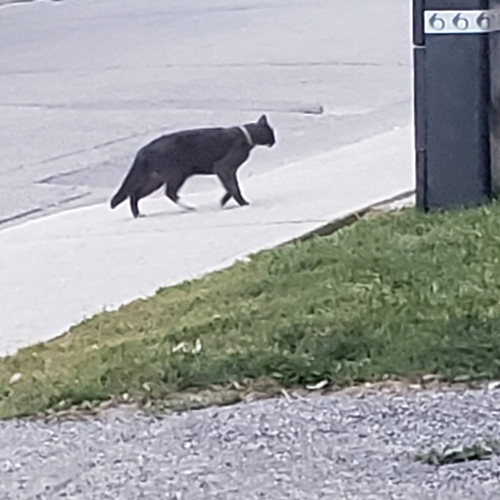 Found cat