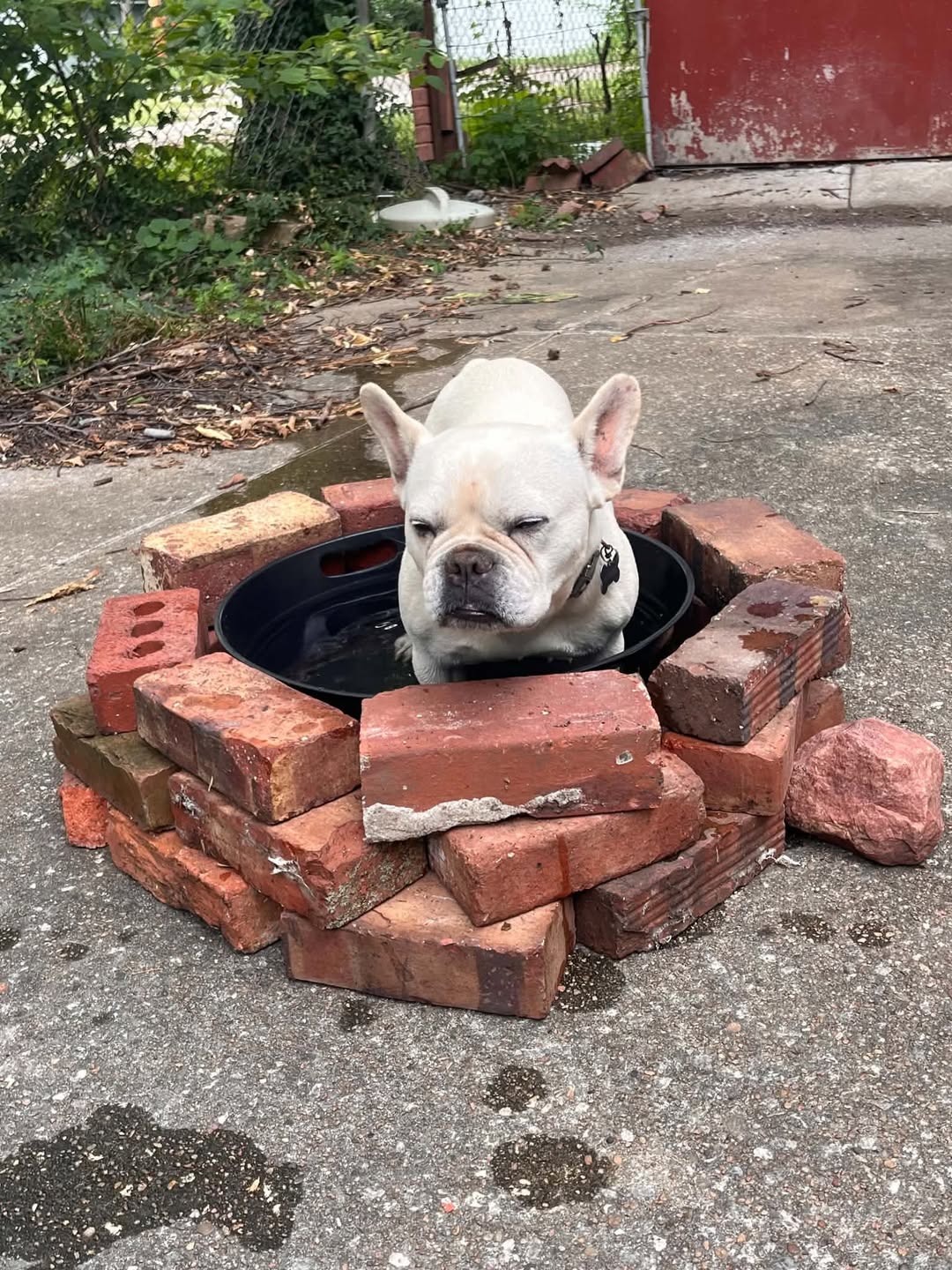 Lost dog
