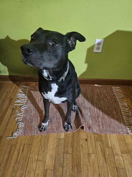 Lost dog