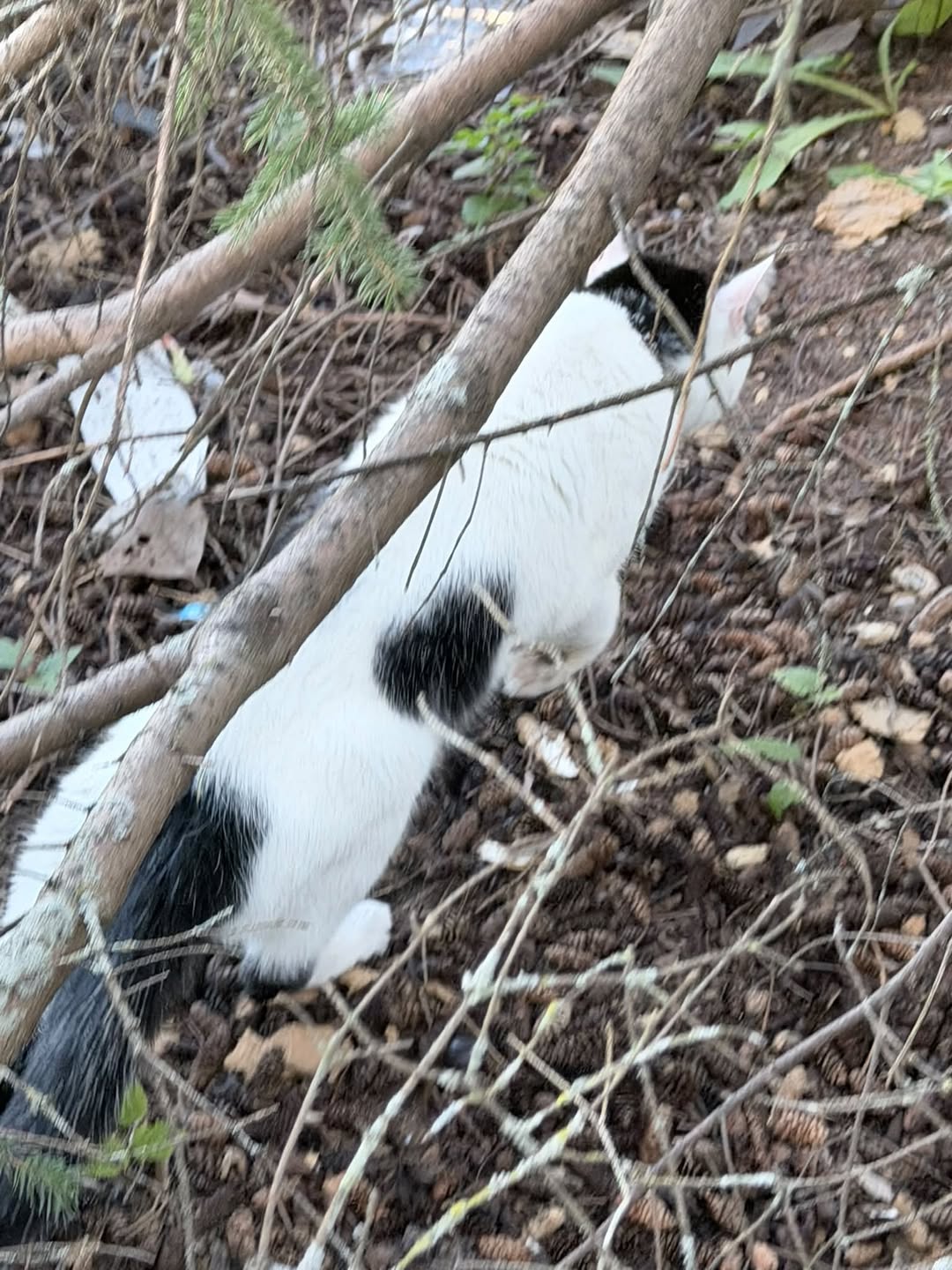 Found cat