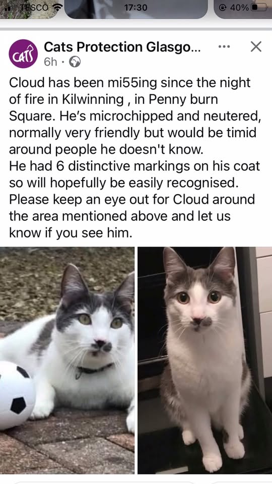 Lost Cat in Kilwinning