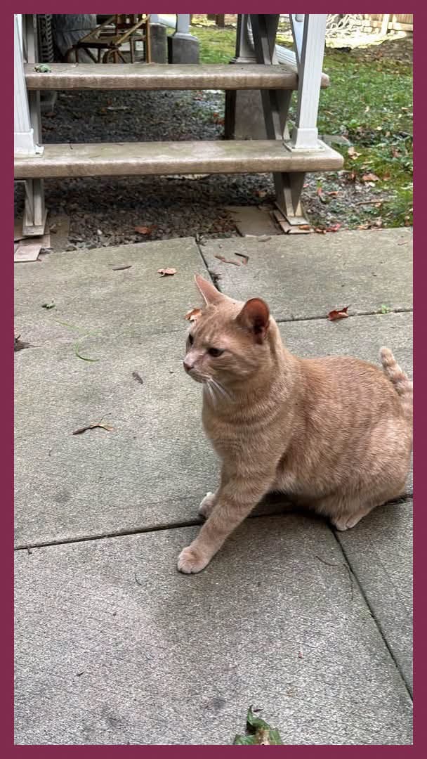 Found cat