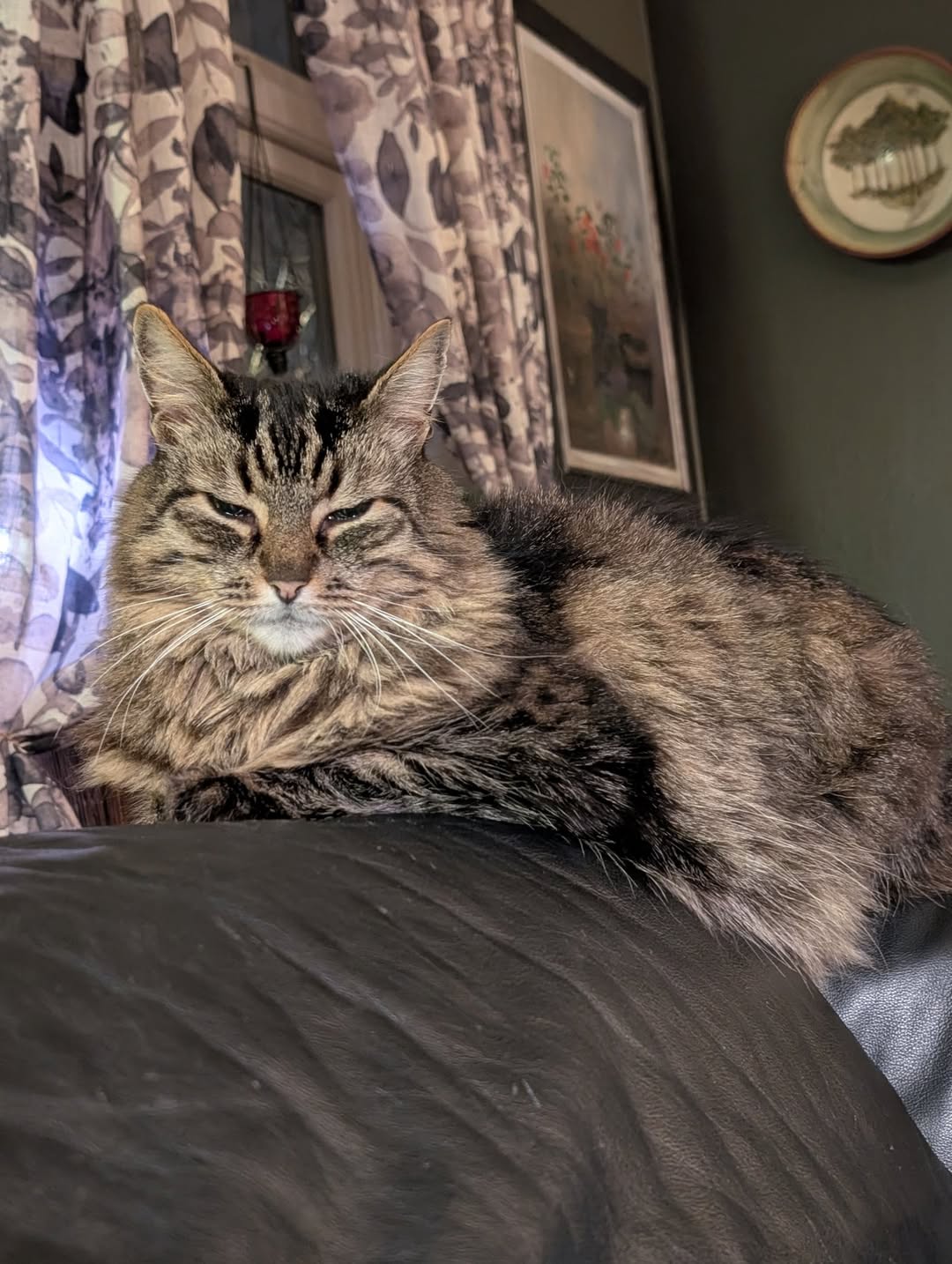 Lost Cat in Moss