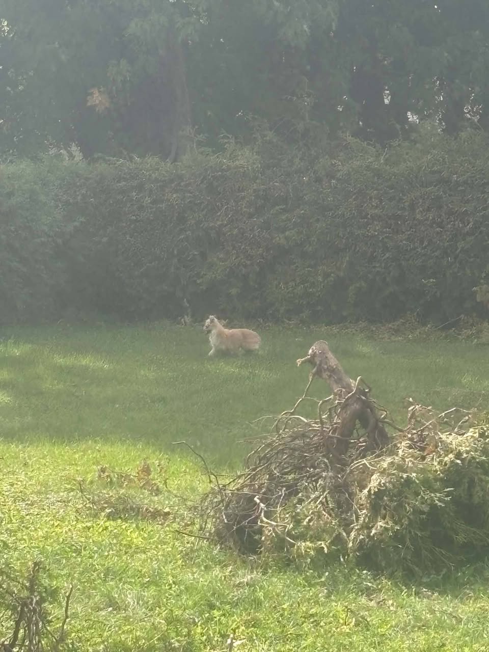 Lost Dog in Pembroke
