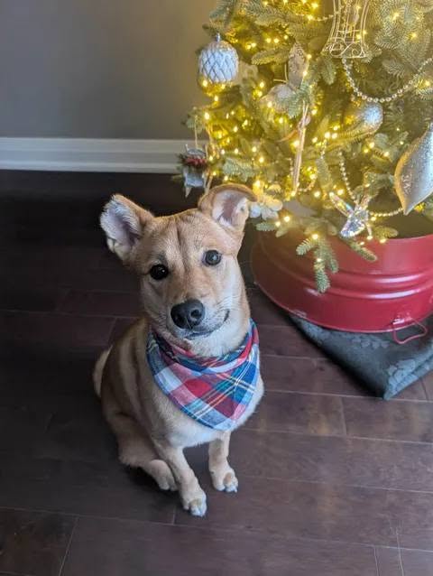 Lost Dog in Blackburn Hamlet