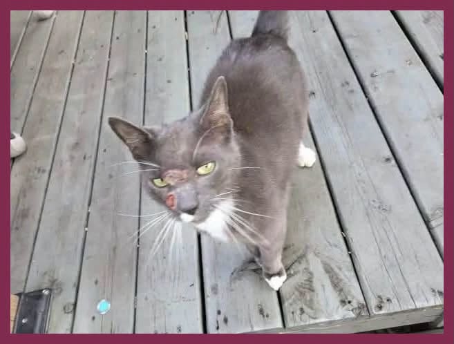 Found cat