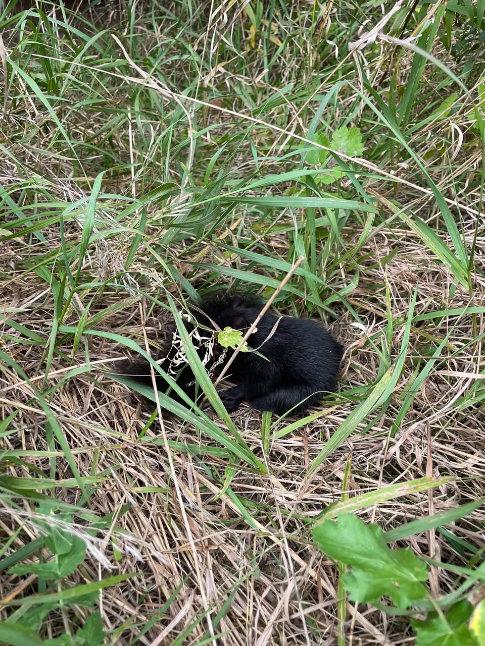 Found other
