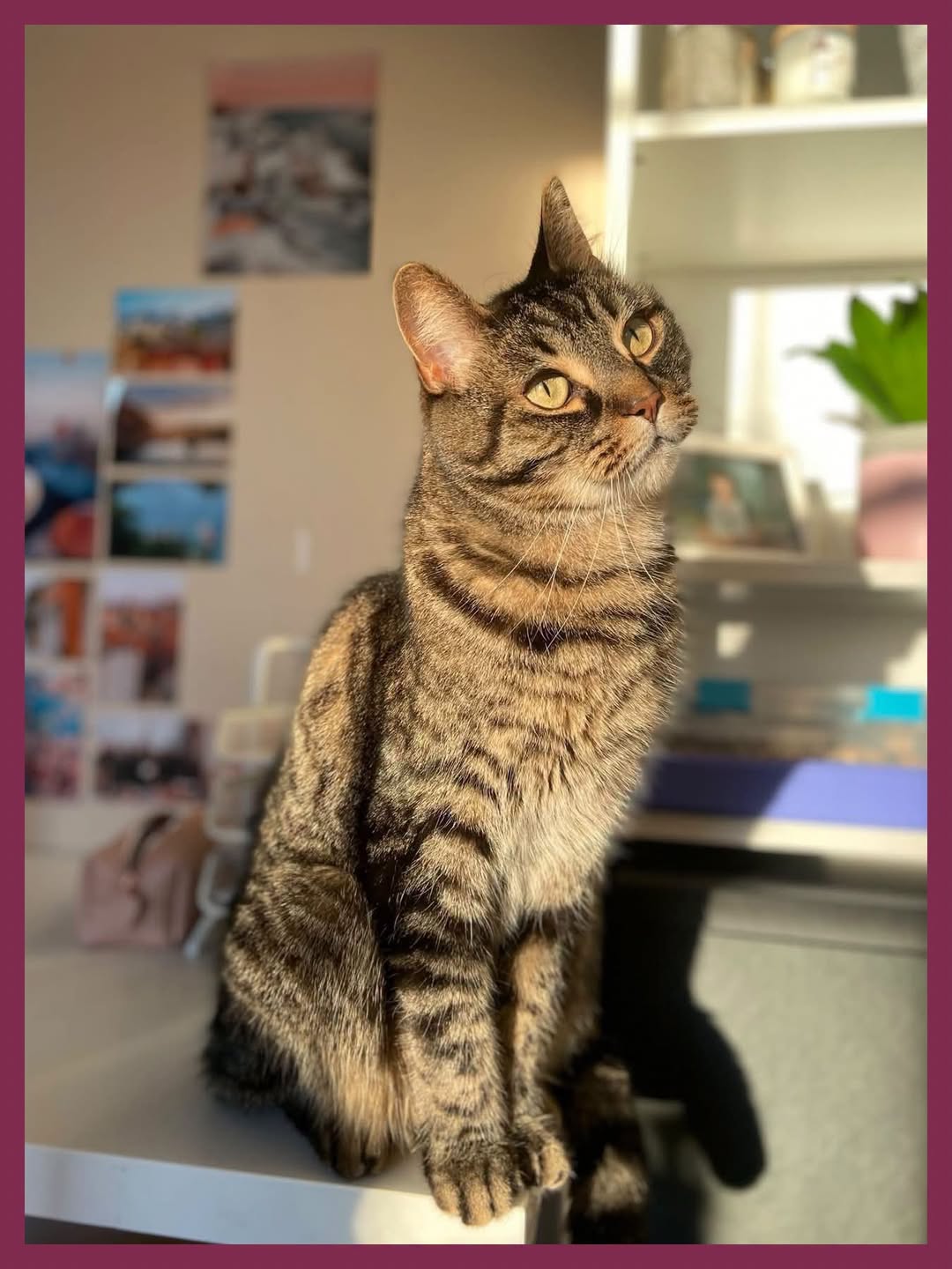 Lost Cat in Kanata