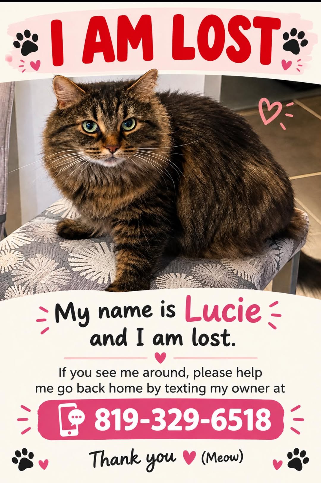 Lost Cat in Riverside South