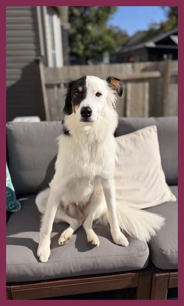 Lost Dog in Ottawa