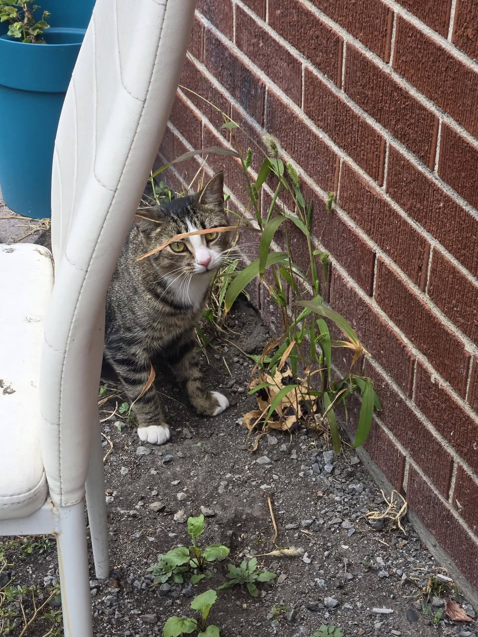 Found cat