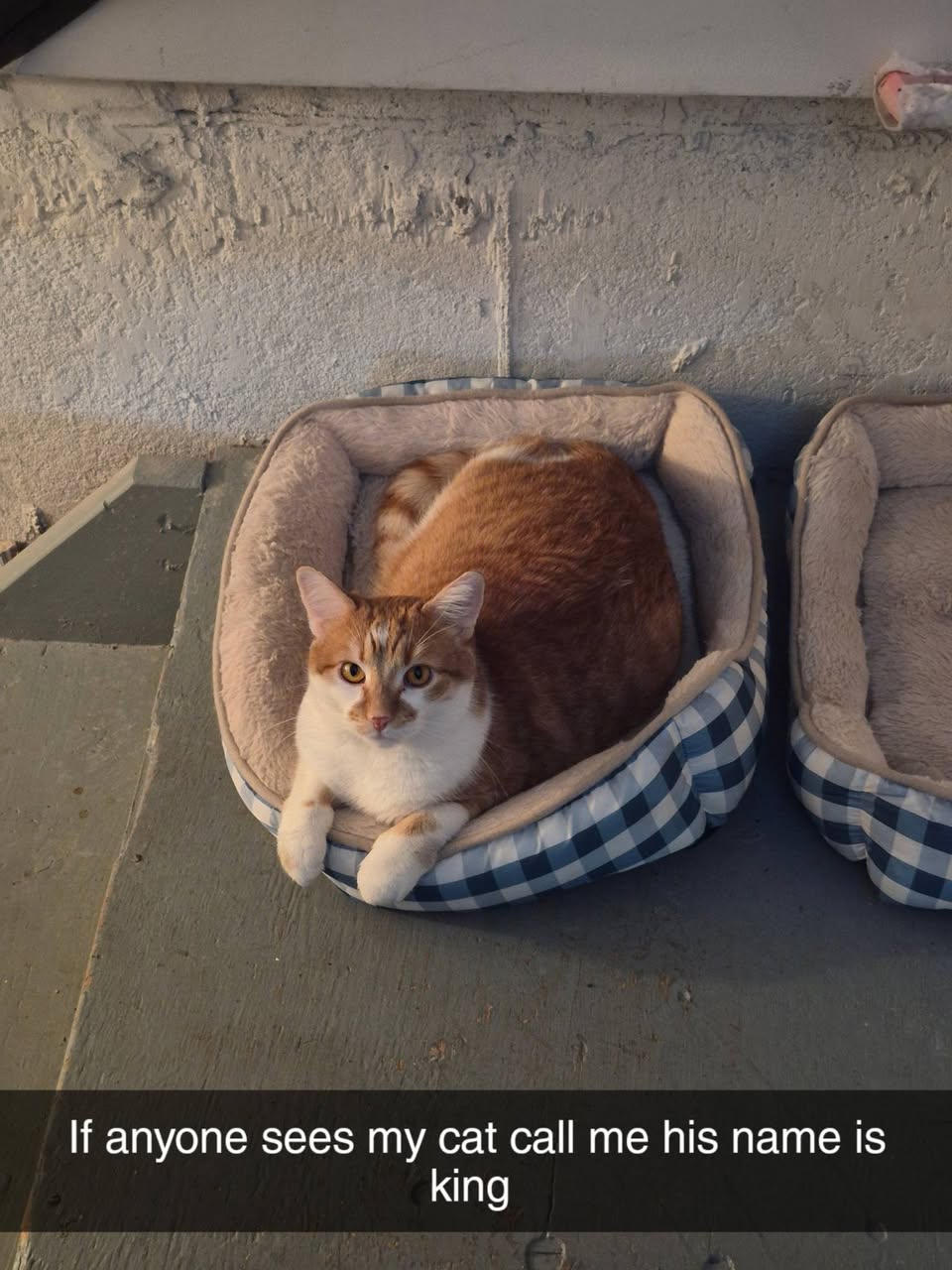 Lost Cat in Ottawa