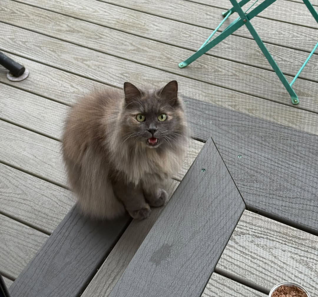 Found cat