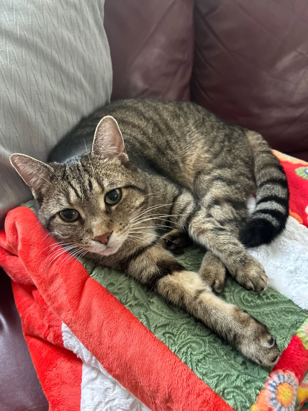 Lost Cat in Stittsville