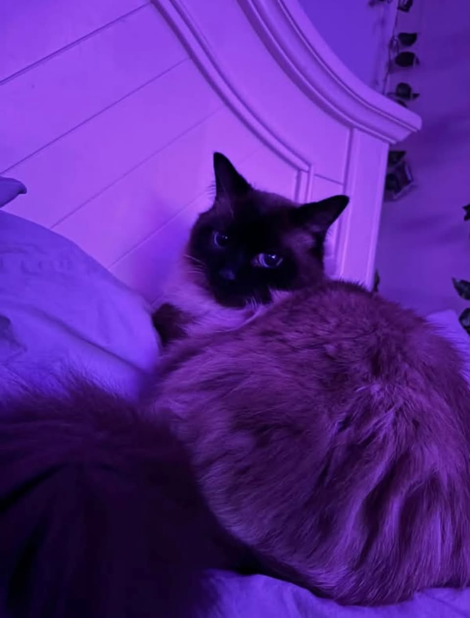 Lost Cat in Ottawa