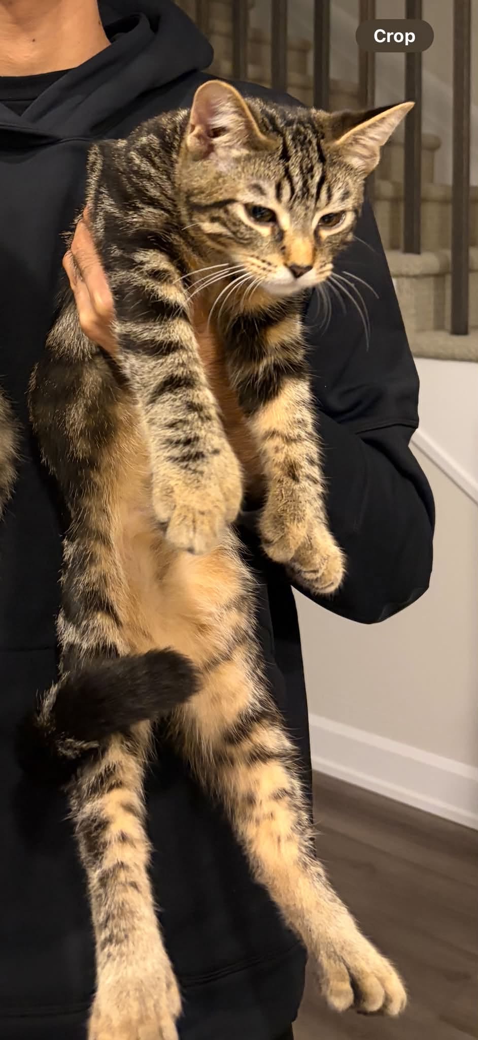 Lost Cat in Orleans