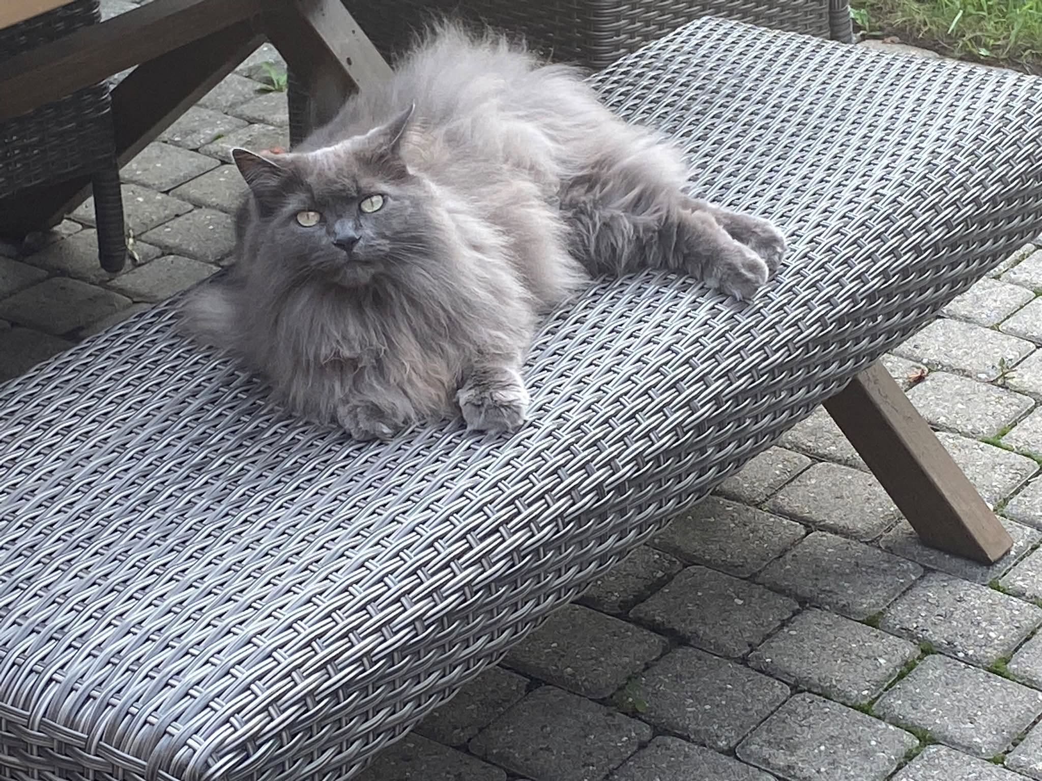 Lost Cat in Ottawa