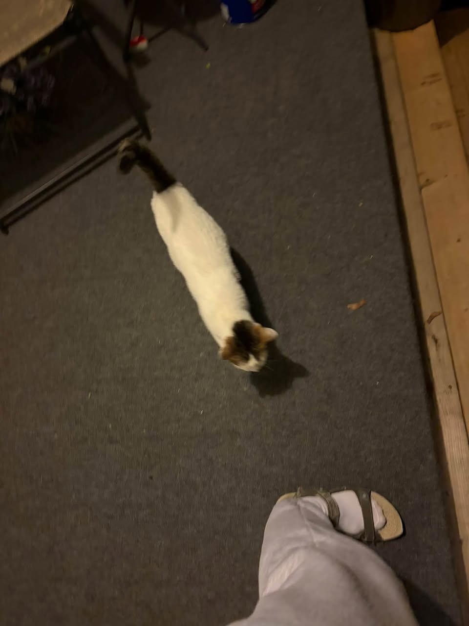 Found cat