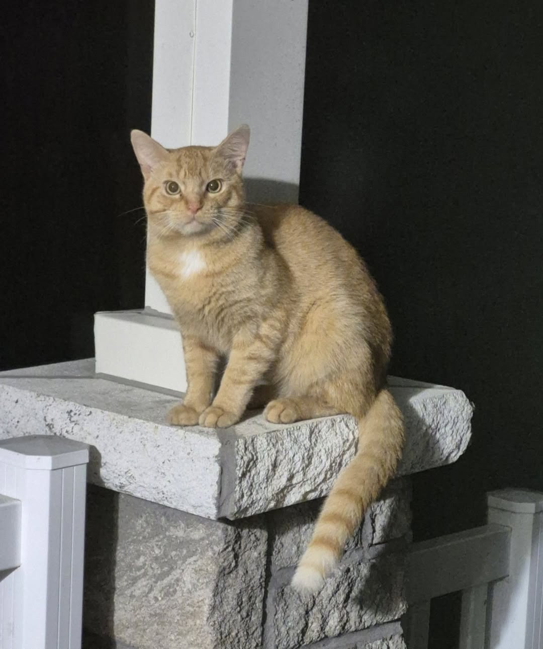 Found cat