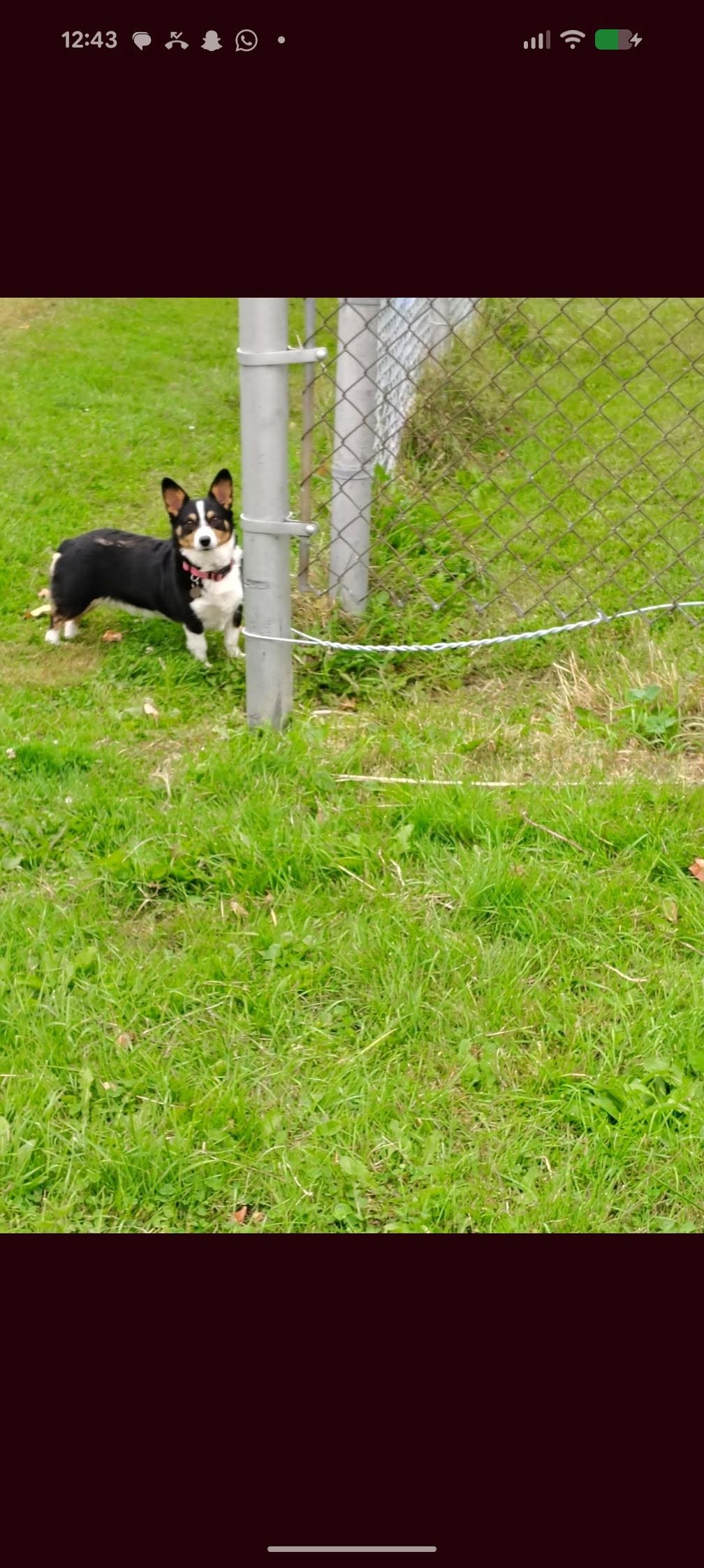 Found dog