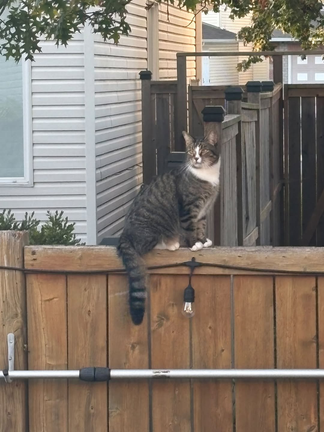 Found cat