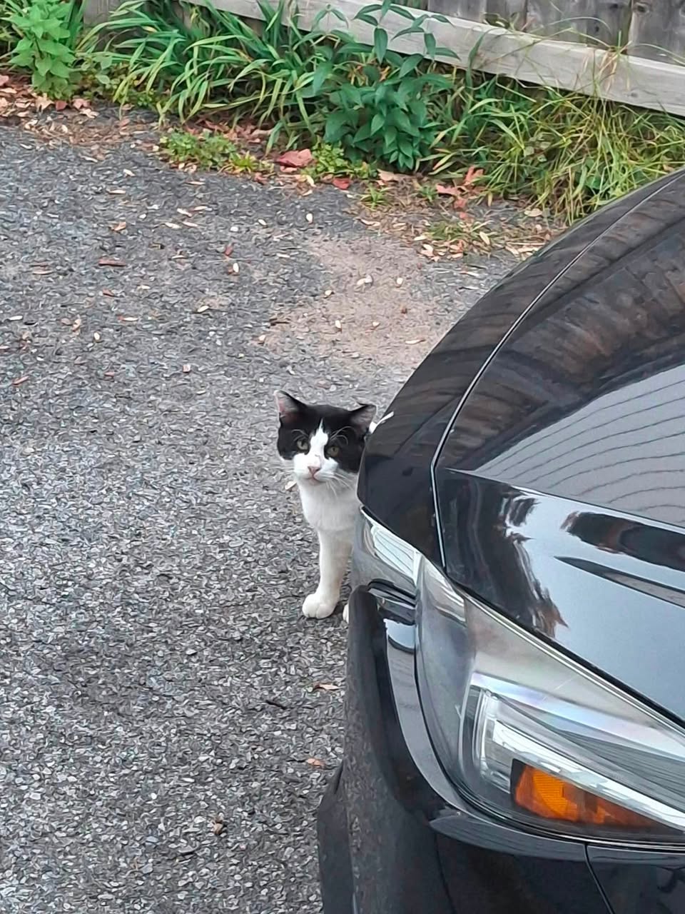 Found cat