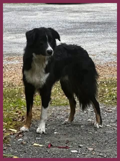 Found dog