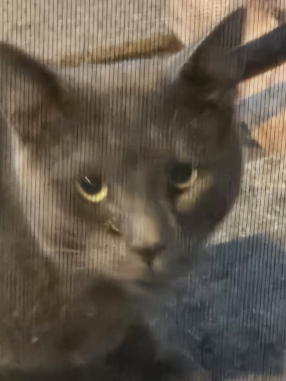 Found cat