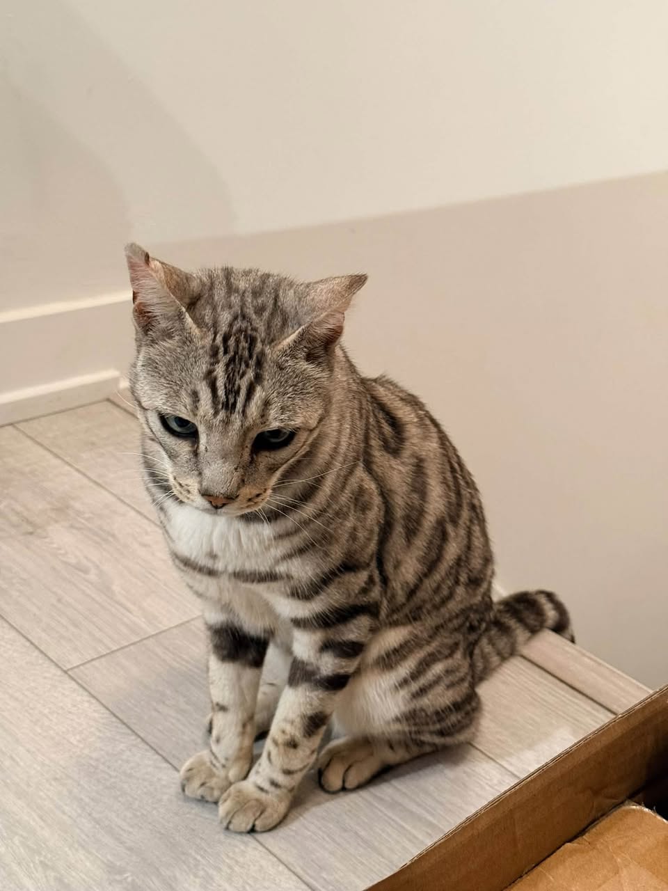 Found cat