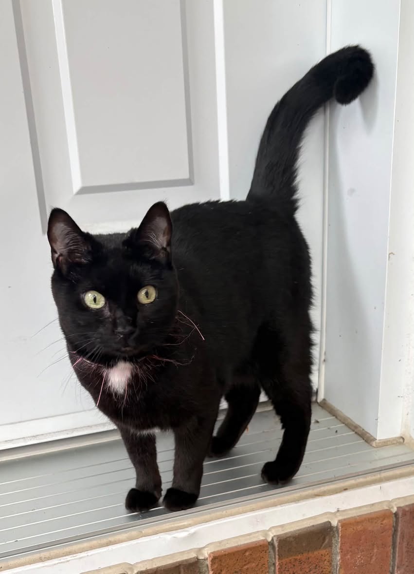 Found cat