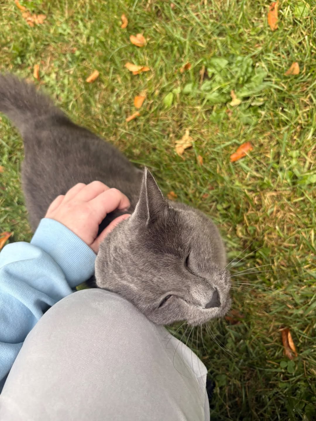 Found cat