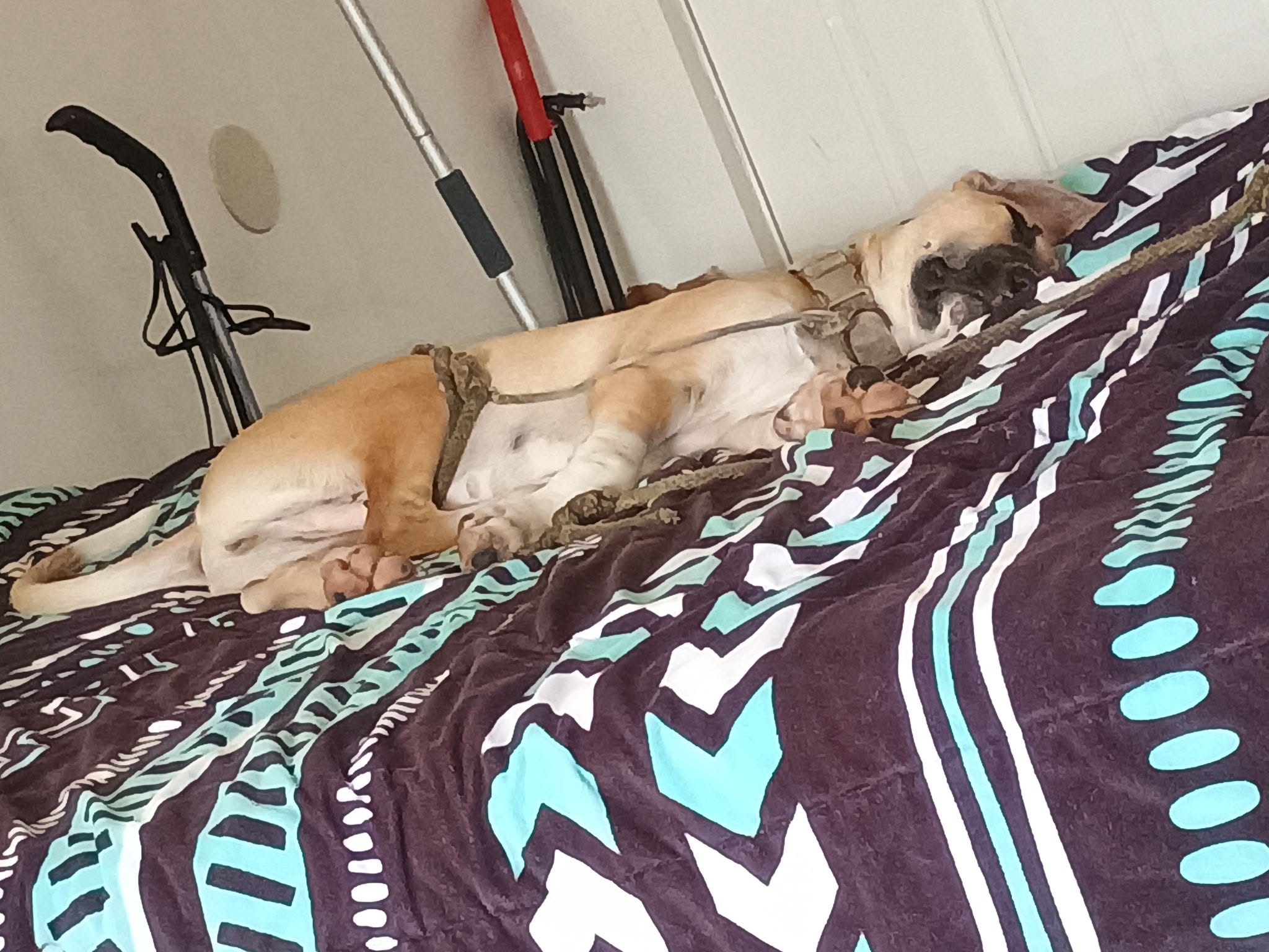 Found dog