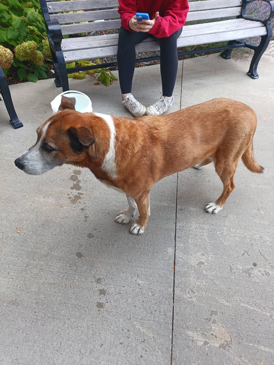 Found dog