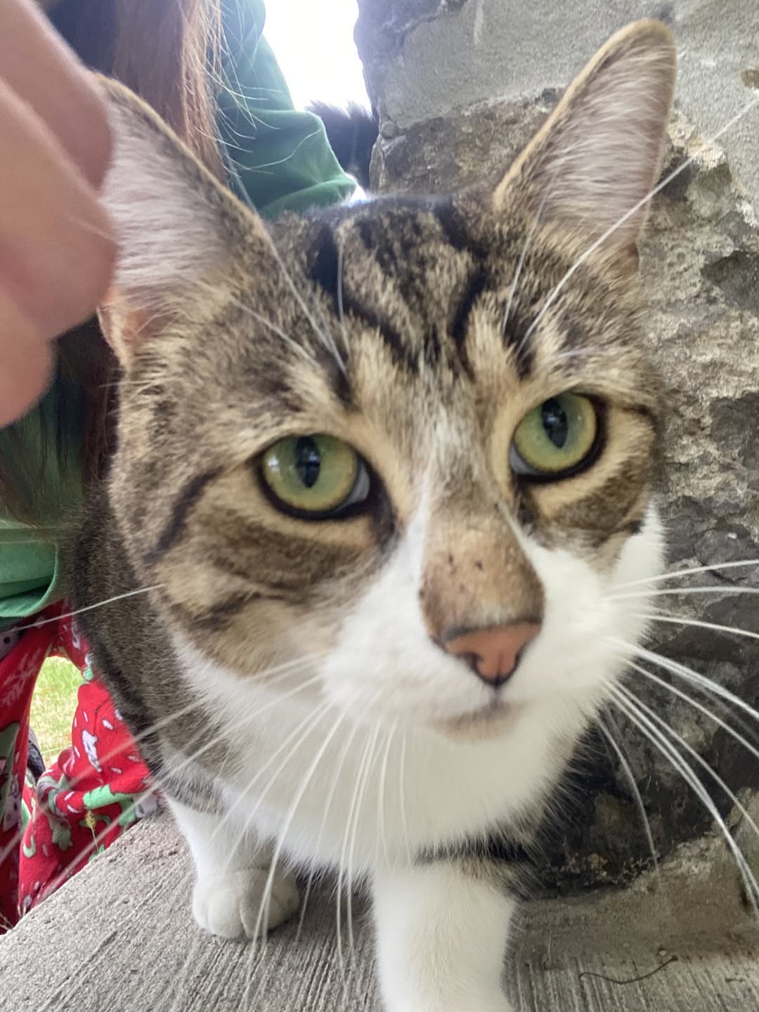 Found cat