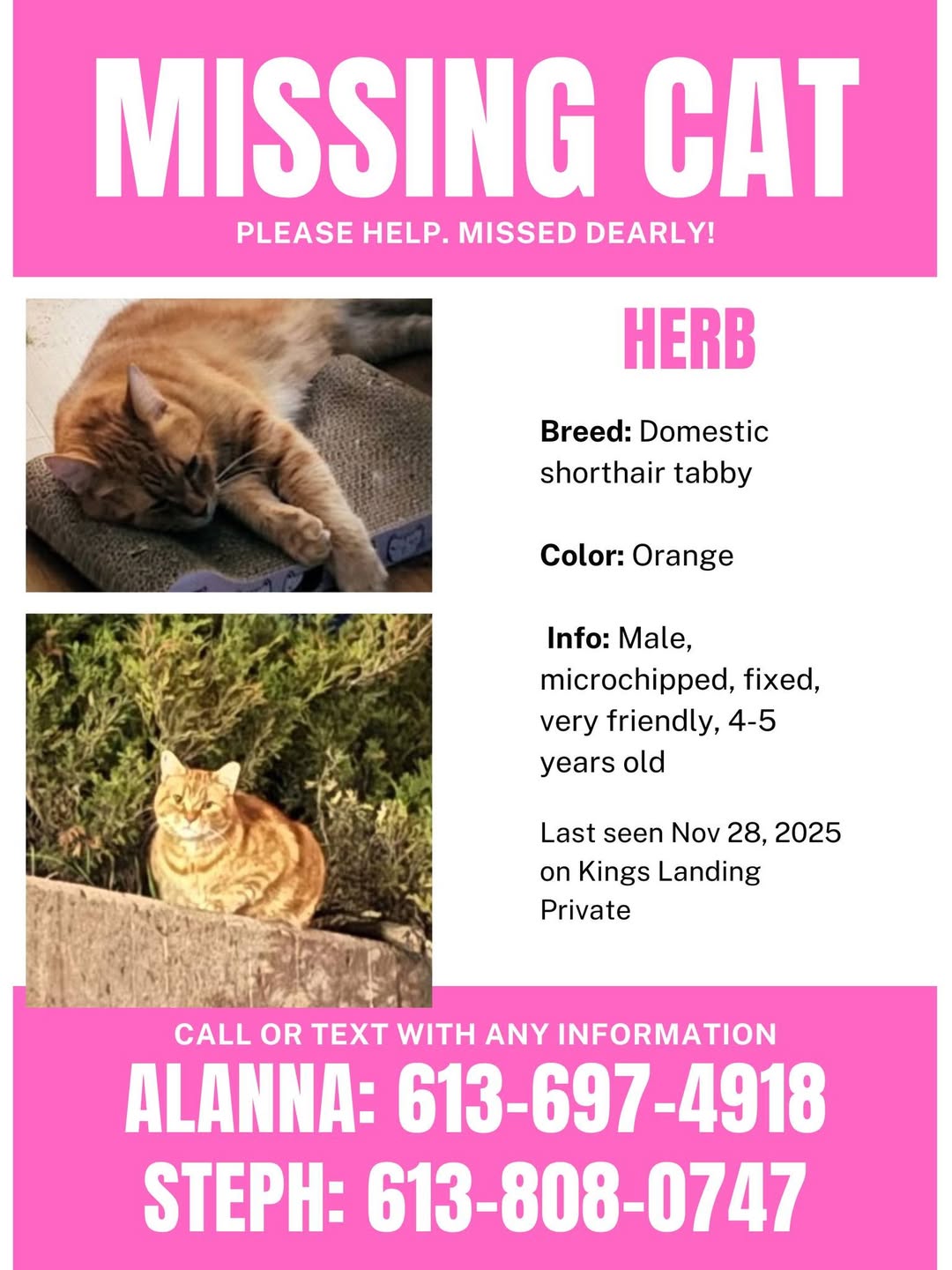 Lost Cat in Kings Landing Private