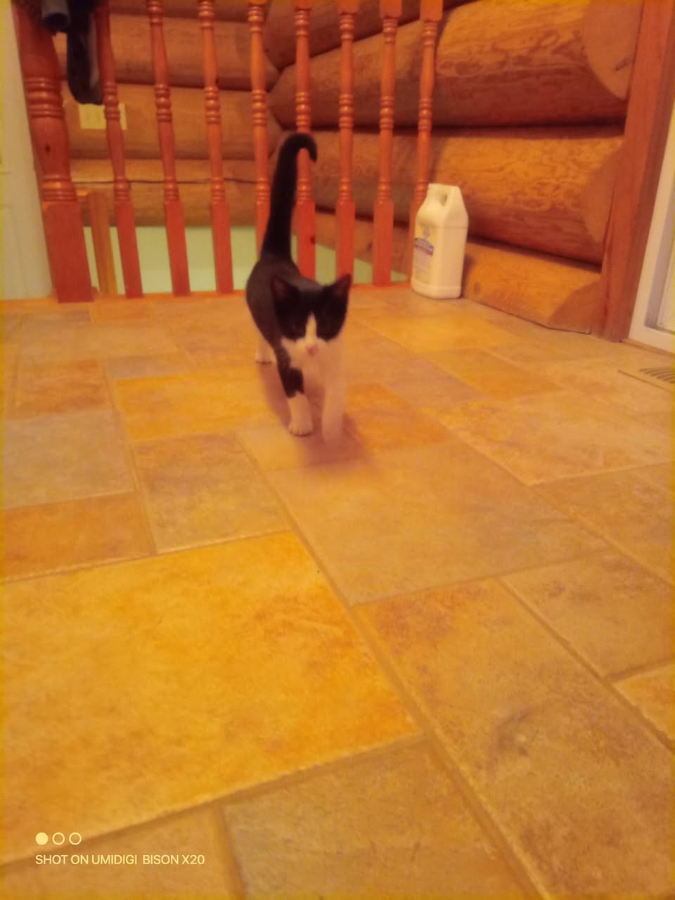 Found cat