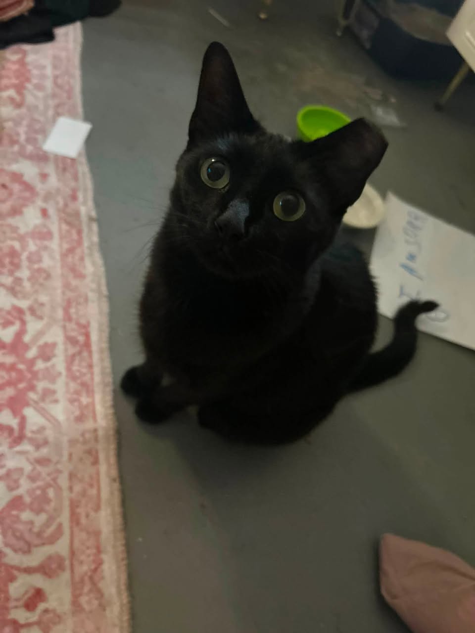 Found cat