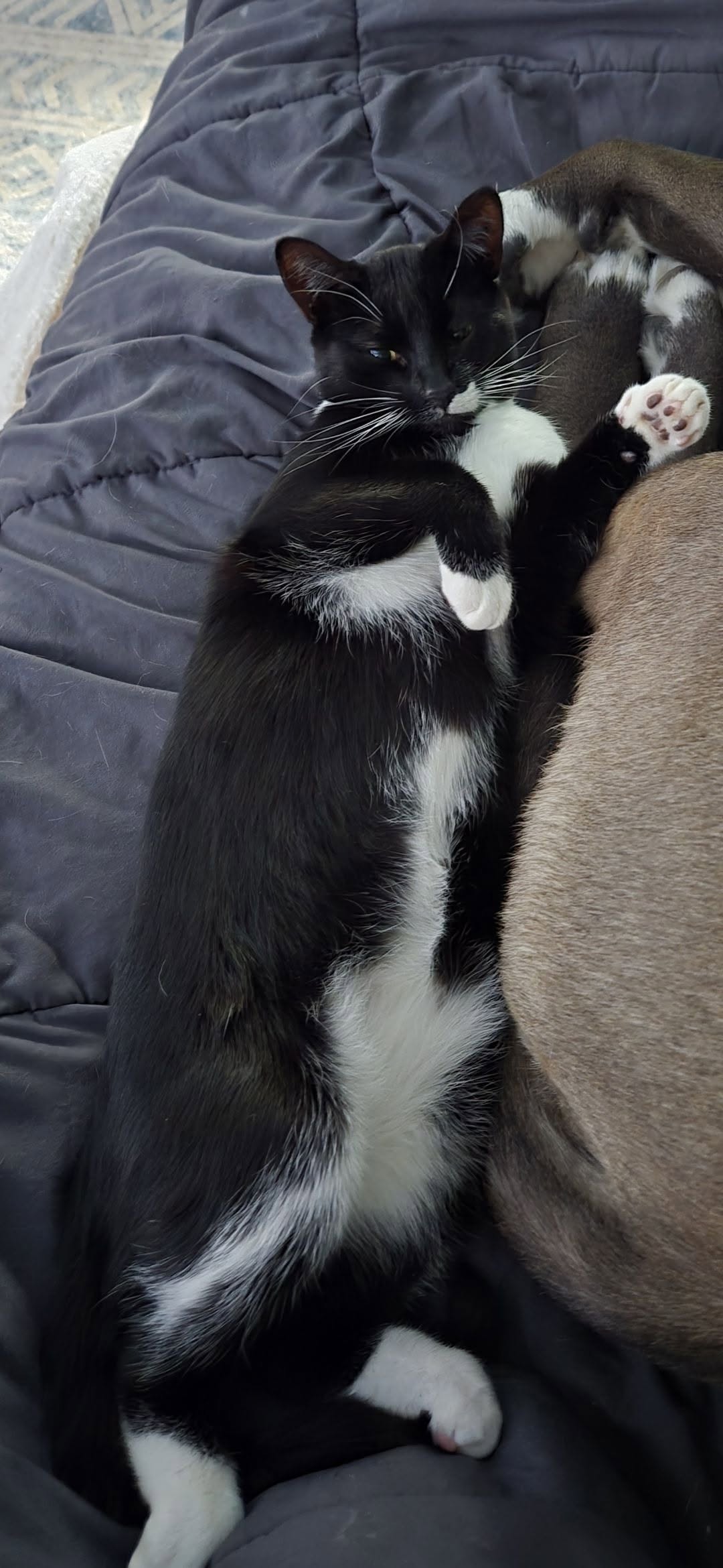 Lost Cat in Carleton Place North