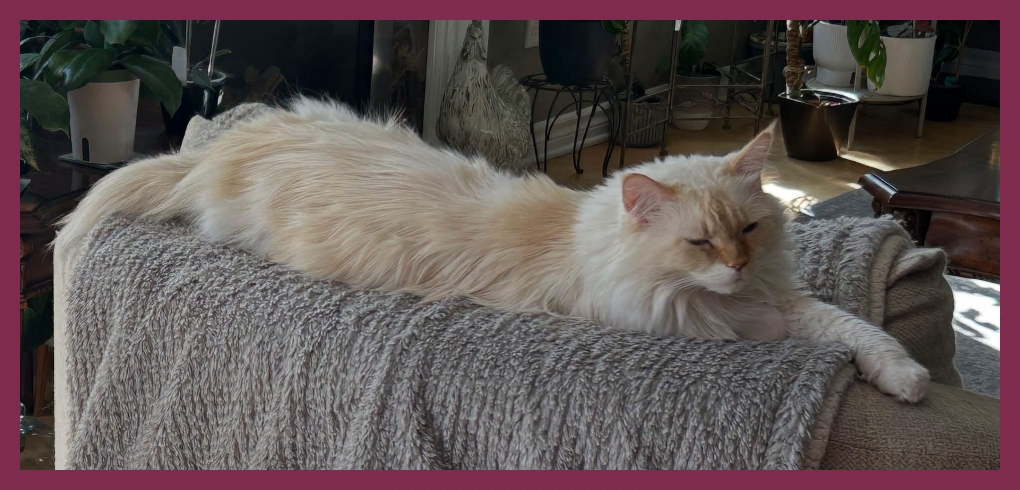 Lost Cat in Kanata