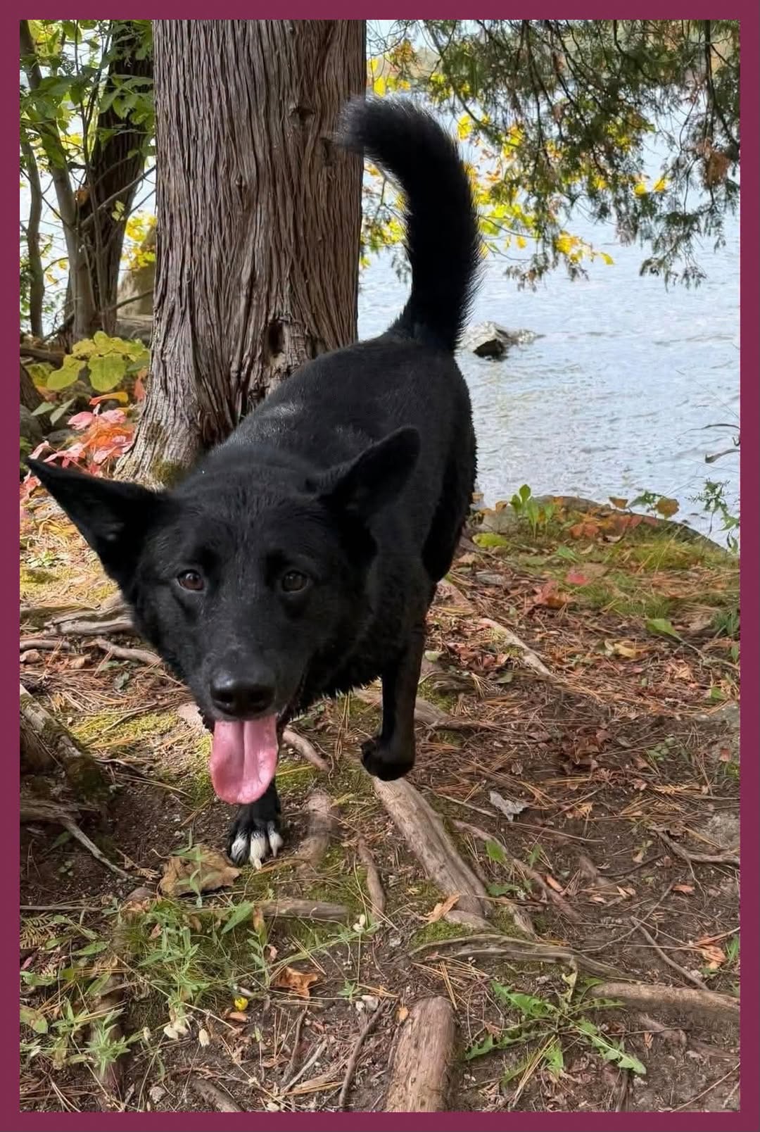 Found dog